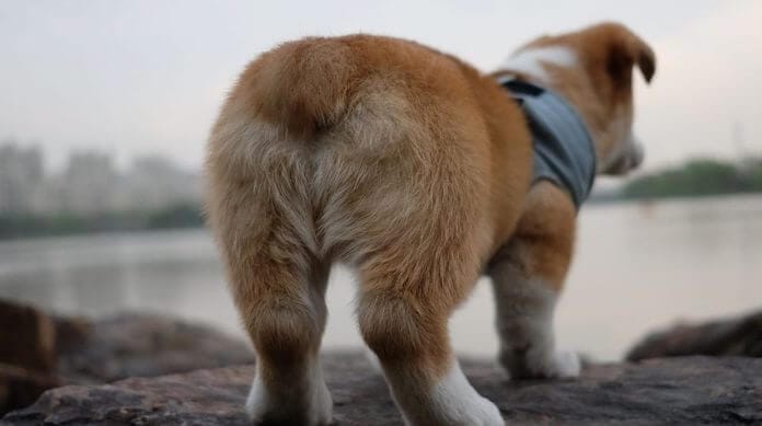 Male Dog Names Without Tail