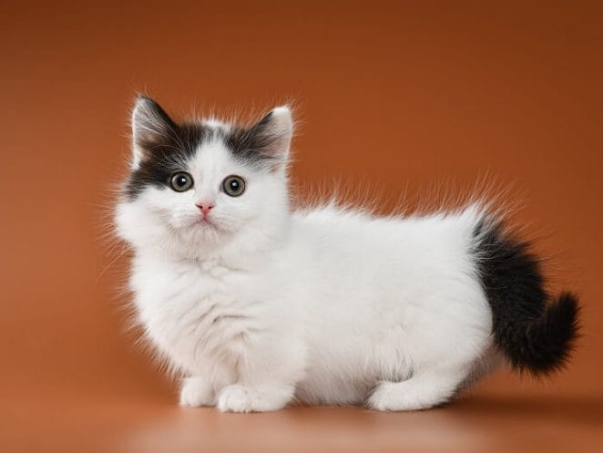 Munchkin cat