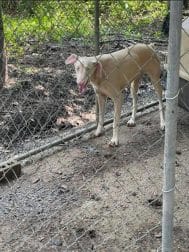 PUPPY-MILL-2