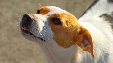 Pet Owner Warns Others After Paying For FAKE Pure-bred Beagle
