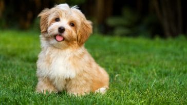 The Puppy Scam Involving A Milwaukee Rapper Along With 2 Others