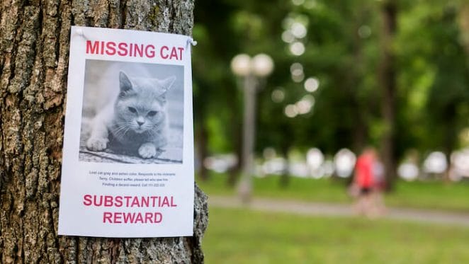 Watch Out for Missing Pet Scammers In These Locations