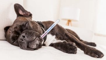 What to Do if Your Dog Has Heatstroke