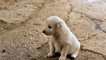 abandoned-dog