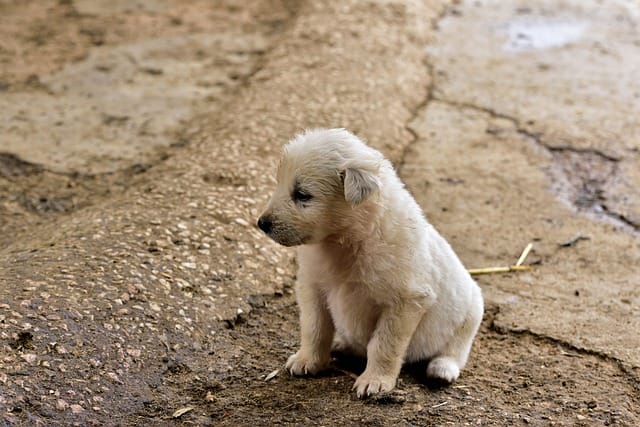 abandoned-dog