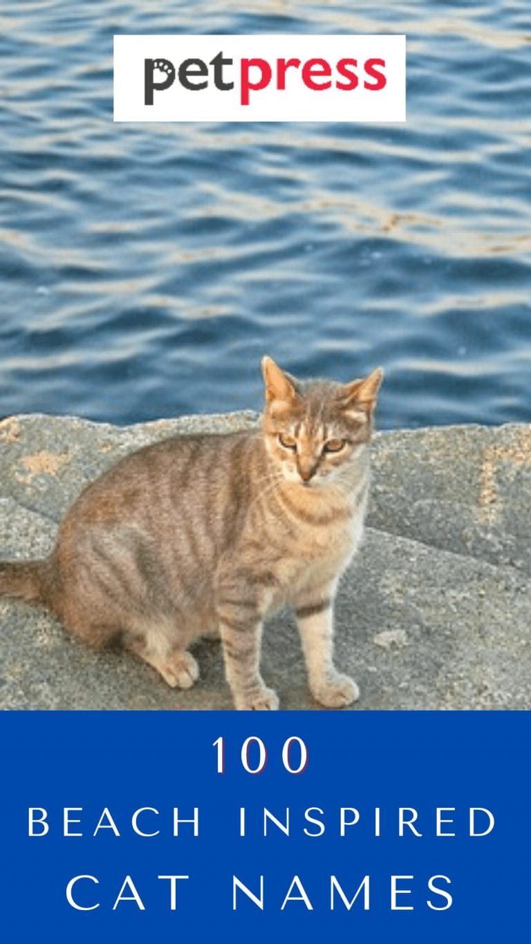 100 Best And Unique Beach Inspired Cat Names PetPress