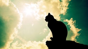 best sun cat names