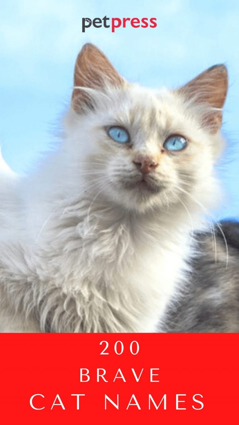 200 Brave Cat Names For Your Courageous Kittens PetPress 200-brave-cat-names-for-your-courageous-kittens-petpress