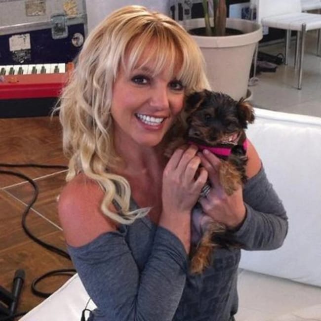 britney-spears-dog-hannah-z