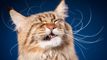 common-inappropriate-cat-names