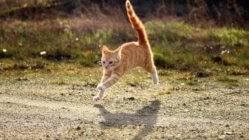 cute-turkish-cat-names