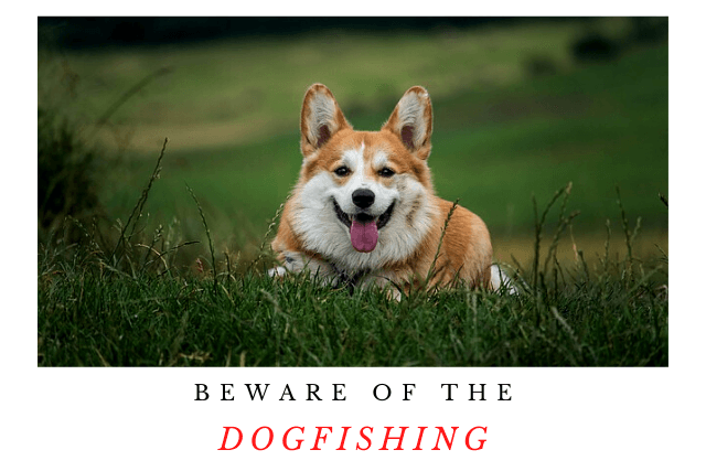 dog-fishing