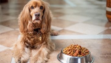 dog-food