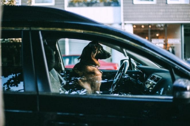 dog inside hot car