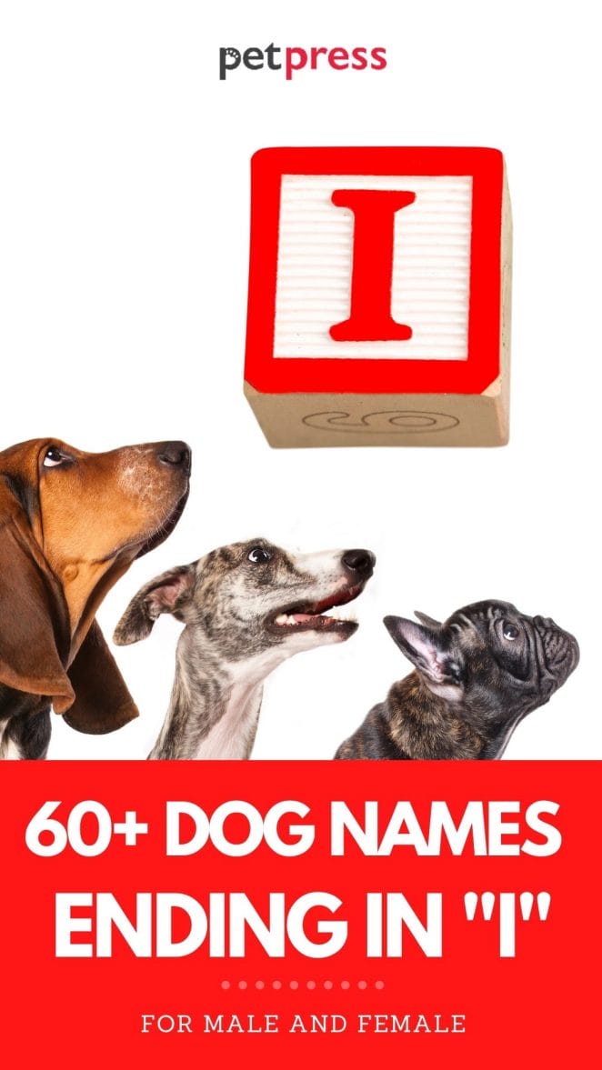 dog names ending in i