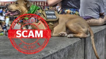 dog-service-scam