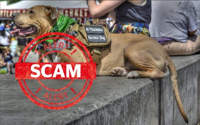 dog-service-scam