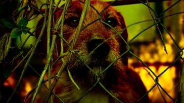 dog-smuggling