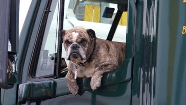 dog-transport