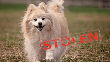 dognapping