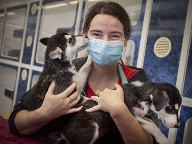 Windsor/Essex County Humane Society employee with 2 of the stray dogs