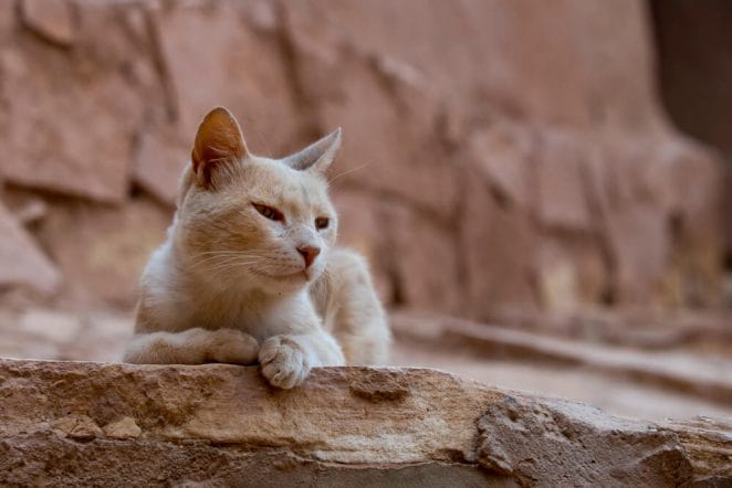 egyptian-ancient-cat-names
