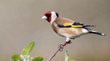 famous-unisex-bird-names