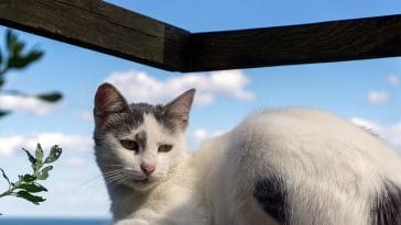 female-beach-cat-names