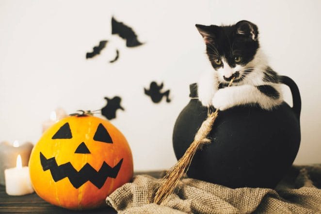 female-spooky-cat-names