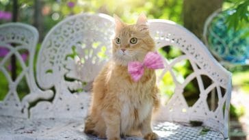 female-tan-cat-names