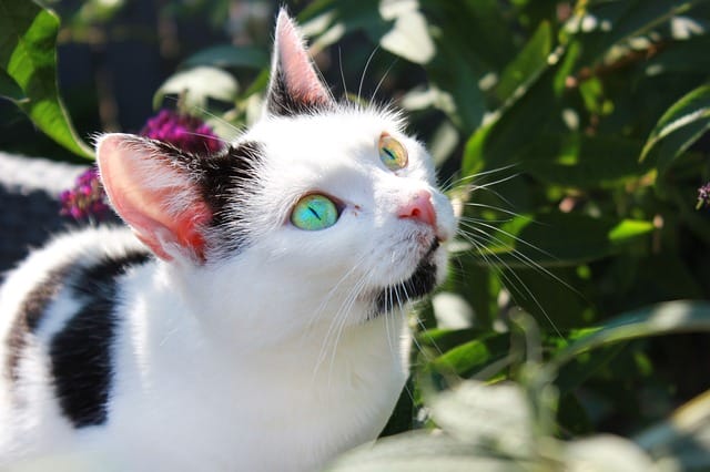 female-vegan-cat-names