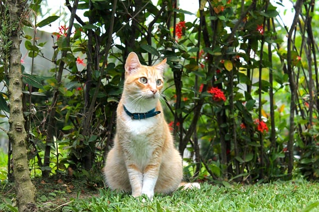 female-vegan-cat