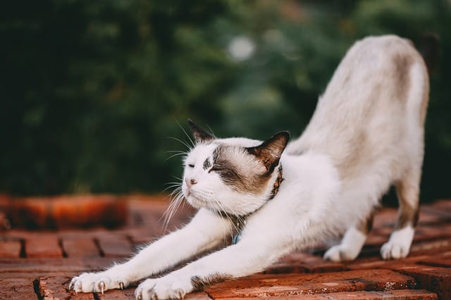 female-yoga-cat-names