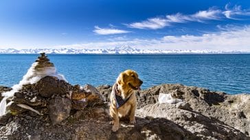 golden-retriever-been-mayor