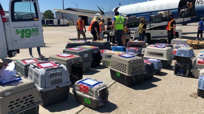 The dogs arrived safely in their crates with paper work tapped to their kennels