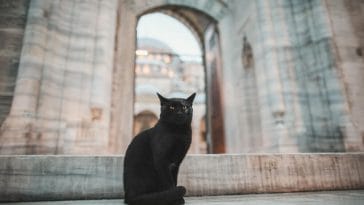 latin-ancient-cat-names