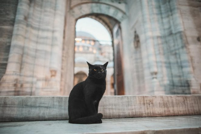 latin-ancient-cat-names