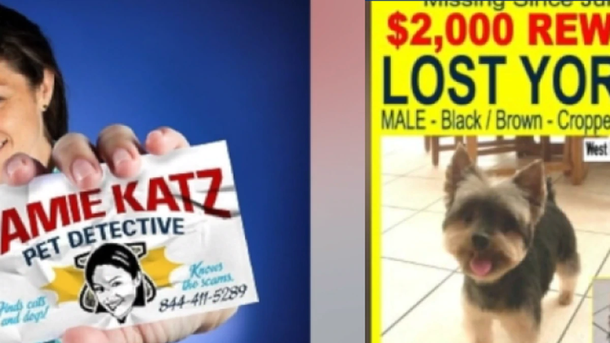 lost-yorkie