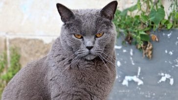 male-latin-cat-names