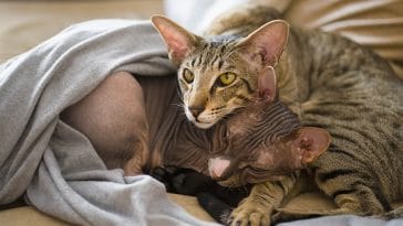 male-pagan-cat-names