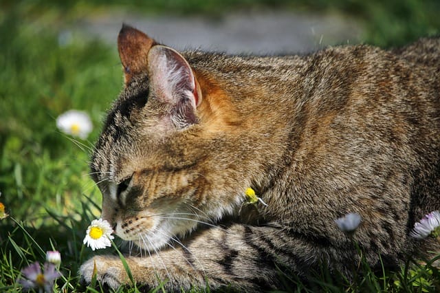 male-vegan-cat