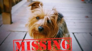 missing-yorkie