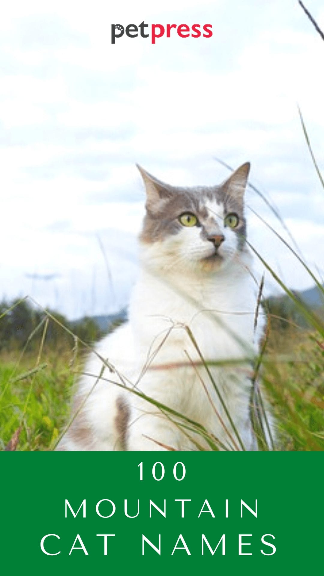 mountain-cat-names