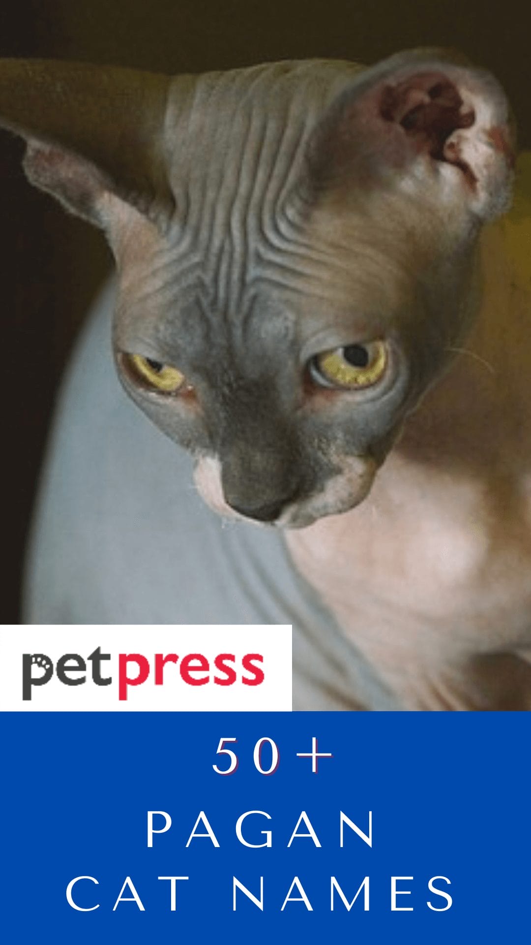 pagan-cat-names