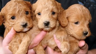 pet-scams