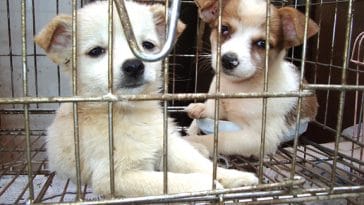 petland-puppy-mill