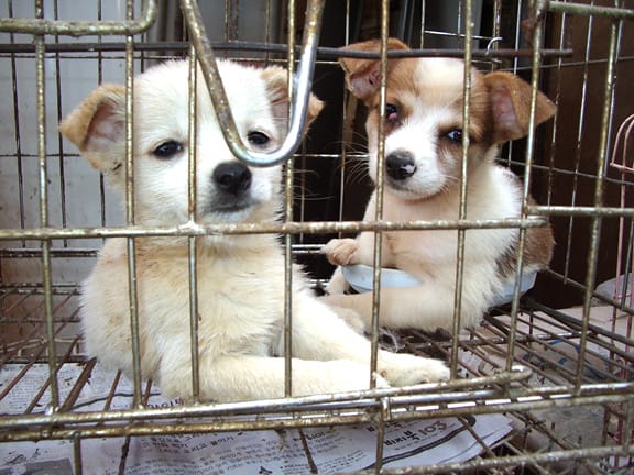 petland-puppy-mill