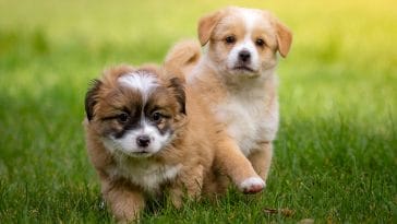 puppy-in-US