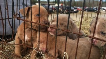 puppy-mill