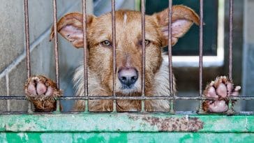 puppy-mills